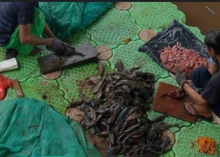 Penelitian Ungkap Abon Ikan Sapu-sapu Ciliwung Kaya Protein, Lampaui Standar SNI