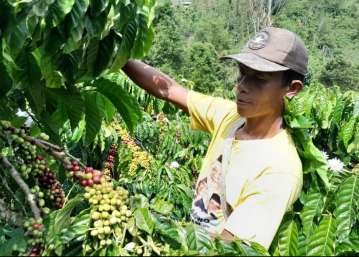 Panen Raya Kopi OKU Selatan Dimulai, Harga Bertahan di Rp43.000/Kg: Petani Andalkan Petik Merah Jaga Kualitas