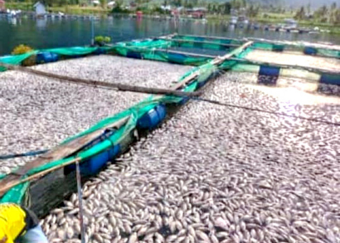 Ini Peyebab Puluhan Ton Ikan Mati di Keramba Danau Ranau