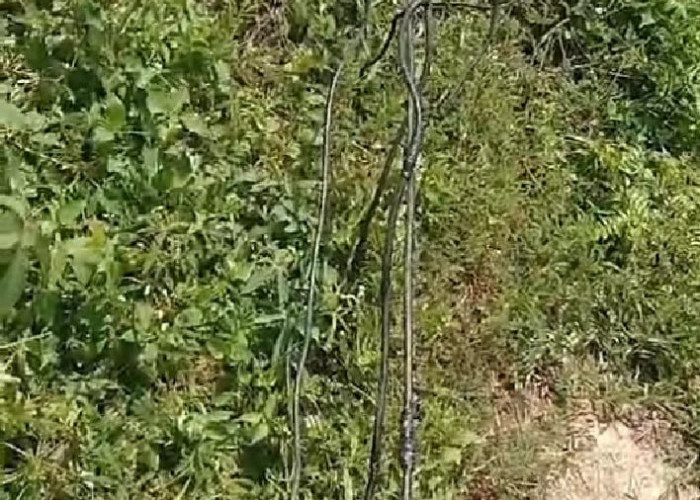 Kabel Listrik Terurai di Tanah, Warga Desa Kota Way Minta Perbaikan Secepatnya dari PLN