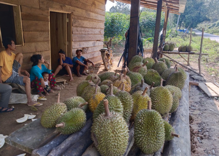 Tips Jitu Memilih Durian untuk Para Penggemar Buah Khas Nusantara