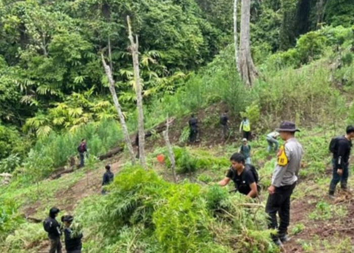 Geger! Polisi Temukan 3 Hektare Ladang Ganja di Empat Lawang, 200 Kg Narkotika Senilai Rp1 Miliar Disita