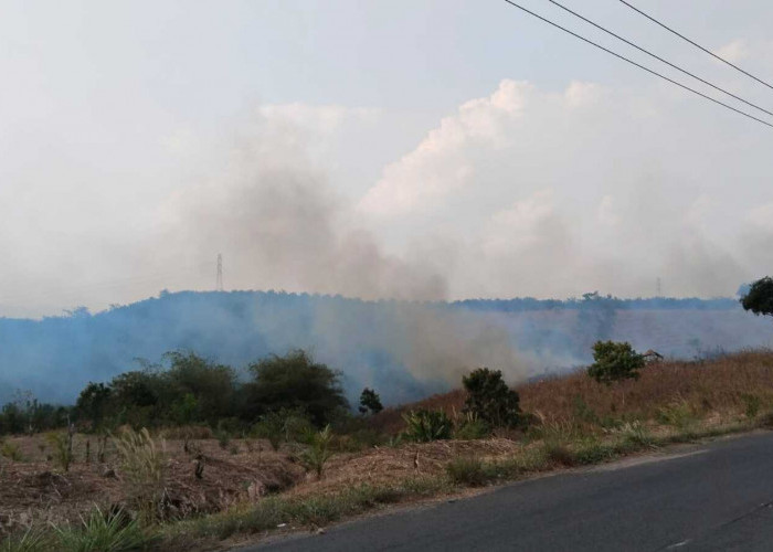 Disinyalir Karna Puntung Rokok, Lahan Sawit Desa Sumber Raya Terbakar 
