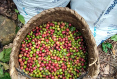 Sejuta Cerita dalam Se-Keranjang Kopi: Potret Panen Raya Petani OKU Selatan