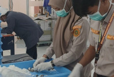 Ekspor Benih Sawit ke Peru, Sumsel Catat Kabar Baik Sektor Pertanian