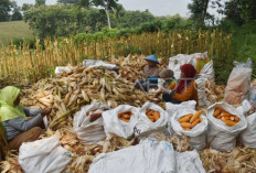 Harga Jagung Kering di OKU Selatan Tembus Rp6.100/Kg, Petani Nikmati Kenaikan