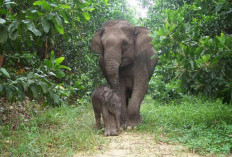 Gajah Liar Resahkan Warga OKU Selatan Akhirnya Dipindahkan ke Suaka, Konflik Manusia–Satwa Berhasil Dicegah
