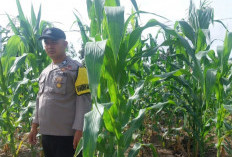 Bhabinkamtibmas Polsek Buay Runjung Ajak Warga Manfaatkan Lahan Kosong untuk Tanam Jagung Demi Ketahanan Panga