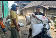 Harga Kopi Masih Stabil, Petani OKU Selatan Merasa Tenang