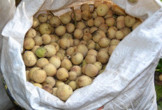 Musim Duku Mulai Tiba di OKU Selatan, Harga Awal Tembus Rp15 Ribu per Kilo