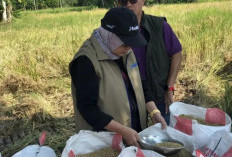 176.682 Ton Beras Jadi Target Serapan Bulog Sumsel Babel 2026