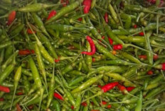 CABAI MEROKET TURUN! Dari Rp80 Ribu ke Rp35 Ribu/Kg, Pasar Saka Selabung Diserbu Pembeli