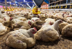 Arab Saudi Hentikan Sementara Impor Unggas Indonesia, Pemerintah Siapkan Langkah Perbaikan Standar