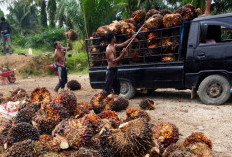 Harga TBS Sawit Sumsel Naik Tipis, Petani Berharap Tren Positif Berlanjut