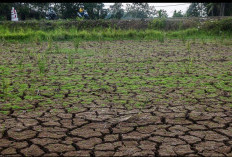 BMKG: Kemarau 2026 Diprediksi Lebih Kering dan Panjang