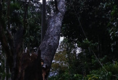 Pohon Tumbang di Sunur dan Kisam Tinggi, Ganggu Jaringan Listrik OKU Selatan