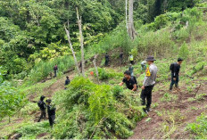 3 Hektare Ladang Ganja Ditemukan di Area Perbukitan Empat Lawang