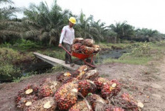 Investasi Perkebunan dan Energi Dongkrak Pertumbuhan Ekonomi Sumsel