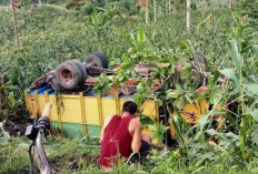 Mobil Pengangkut Bata Terperosok di Tanjung Beringin, Jalur Muaradua–Ranau Sempat Terganggu