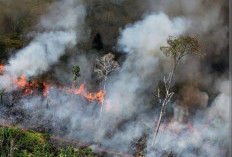 Antisipasi Karhutla, BPBD Lampung Gandeng Sumsel Siagakan Water Bombing