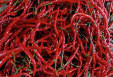 Harga Cabai di Pasar Saka Selabung Turun, Kini Rp27 Ribu per Kilogram