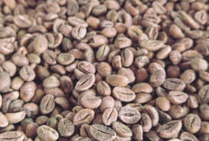Pasar Kopi Tiongkok Dibanjiri Tren Rasa Buah, Thailand Bidik Peluang Ekspor Bahan Tropis