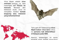 Indonesia Pastikan Tidak Ada Kasus Virus Nipah, Pengawasan Tetap Diperketat