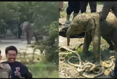 Kawanan Gajah Liar Masuk Mess Karyawan di Siak, Riau, Video Viral di Media Sosial