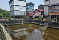 PT Bumi Andalas Permai Dukung Budidaya Kepiting Bakau di Desa Sungai Batang OKI