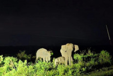 Indonesia alokasikan Rp2 trilun konservasi Taman Nasional Way Kambas