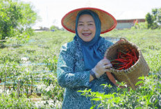 Ketua TP-PKK OKU Selatan Panen Cabai di Tanjung Jaya, Dorong Ketahanan Pangan Keluarga