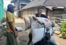 Harga Kopi di OKU Selatan Tetap Stabil di Rp50–Rp52 Ribu per Kilo