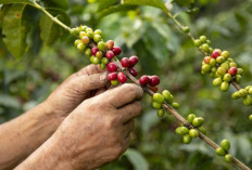 Jelang Musim Panen, Kopi Petani Dicuri di Batang Pohon