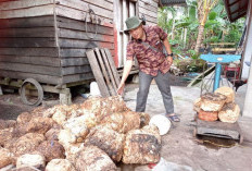 Harga Karet Sumsel Naik Tipis, Petani Diingatkan Jangan Abaikan Kualitas Bokar
