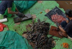 Penelitian Ungkap Abon Ikan Sapu-sapu Ciliwung Kaya Protein, Lampaui Standar SNI