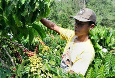 Panen Raya Kopi OKU Selatan Dimulai, Harga Bertahan di Rp43.000/Kg: Petani Andalkan Petik Merah Jaga Kualitas