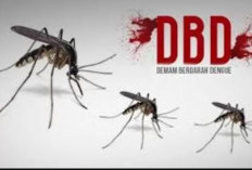 Kasus DBD Meningkat di Sejumlah Daerah, Pemerintah Gencarkan Fogging dan Edukasi