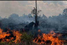 Waspada Karhutla, Sumsel Mulai Terdeteksi Titik Panas Jelang Musim Kemarau