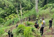 Geger! Polisi Temukan 3 Hektare Ladang Ganja di Empat Lawang, 200 Kg Narkotika Senilai Rp1 Miliar Disita